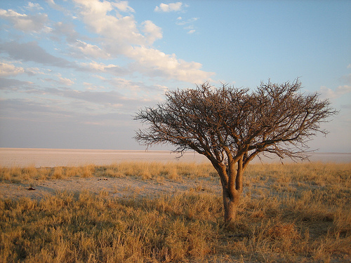 Makgadikgadi Pans National Park